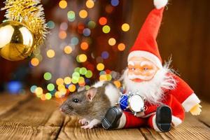 linda rata en decoración navideña, santa claus y bokeh foto