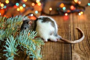cute rat on wooden background beautiful bokeh photo