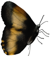 mariposa acuarela insecto pintado a mano png