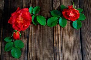 beautiful red roses on a wooden background photo