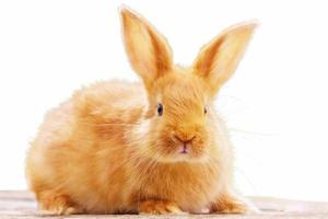 beautiful red rabbit on white isolated background photo