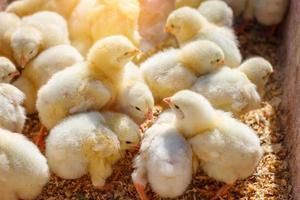 a lot of yellow Chicks, poultry farm photo