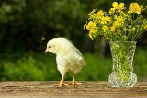 lindo pollito amarillo posando en divertido sobre un fondo verde natural, un ramo de flores día soleado de primavera foto