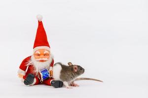 Christmas rat the symbol of new year with toy santa claus. Year of rat. Chinese photo