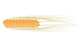 Wheat barley grains and elements vector