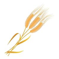 Wheat barley grains and elements vector