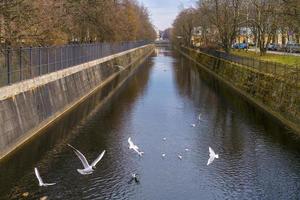 City canal in spring, seagulls fly over water on a sunny spring day. City photo