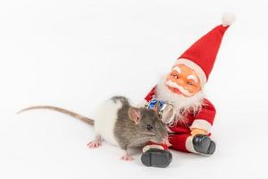 rat on white background with Santa Claus isolated photo