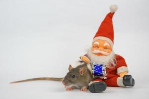 new year of the rat on white background photo