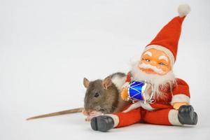 new year of the rat on white background photo