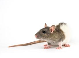 beautiful rat white-gray color on white background is isolated photo