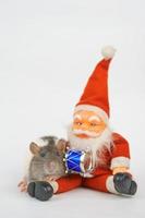new year of the rat on white background photo
