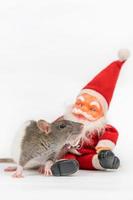 rat on white background with Santa Claus isolated photo