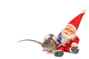 rat on white background with Santa Claus isolated photo