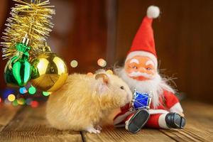 cute fluffy hamster and Santa Claus on wooden background bright bokeh festive atmosphere photo