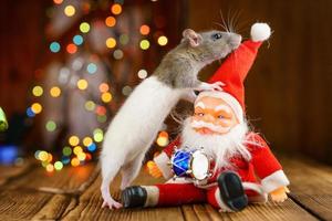 portrait of a rat on a wooden background, beautiful bokeh in the background photo