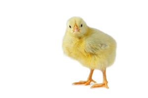 yellow cute chick on a white background isolation. photo