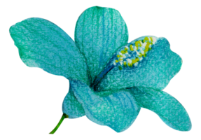 pintura de mano botánica floral acuarela png