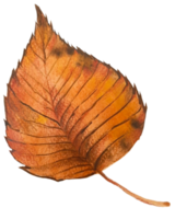 laub aquarell blatt handfarbe png