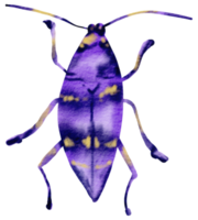 insetto acquerello insetto mano dipinto png