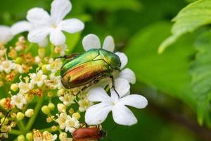 A green may bug sits on the flower photo