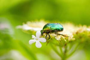 a green may bug sits on a flower on a natural green background photo