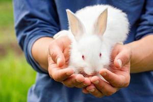 cute fluffy white rabbit in hand photo