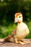 Small cute duckling on the background of green nature photo