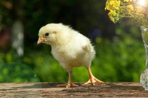 lindo pollito amarillo posando en divertido sobre un fondo verde natural, un ramo de flores día soleado de primavera foto