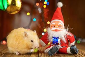 cute fluffy hamster and Santa Claus on wooden background bright bokeh festive atmosphere photo