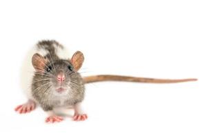 portrait of a pet rat on a white background is isolated photo