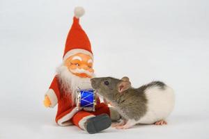 new year of the rat on white background photo