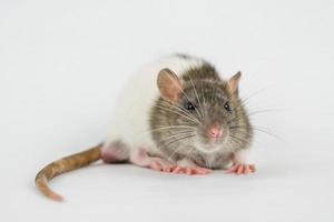 beautiful rat closeup on white background watching photo