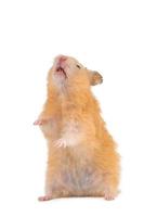 fluffy cute peach hamster on white background isolated photo