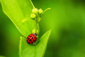 beautiful red ladybug crawling on a green leaf, beautiful natural background. photo