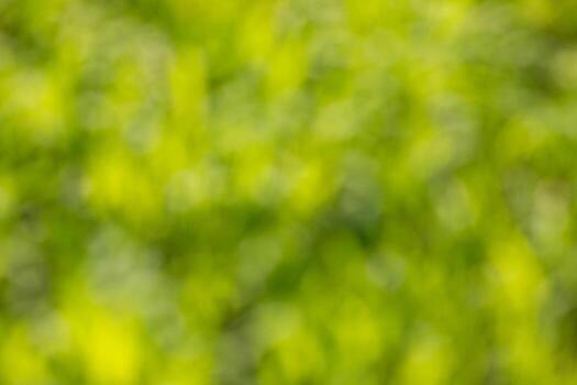 hermoso fondo natural verde borroso, enfoque suave y hermoso bokeh foto