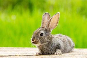 retrato de un lindo conejo gris esponjoso con orejas sobre un fondo verde natural