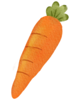 acuarela vegetal de zanahoria png