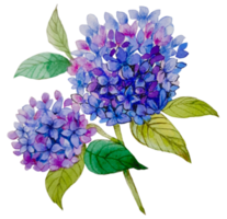 pintura de mano botánica floral acuarela png