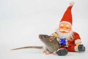 año nuevo de la rata sobre fondo blanco foto