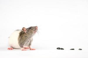 cute rat sitting on a white background are sunflower seeds photo