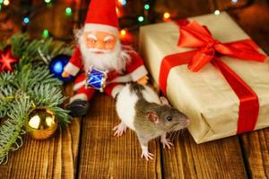 happy rat on with Santa Claus and gift on wooden background multicolored bokeh photo