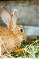 cute rabbits are sitting on the farm eating hay photo