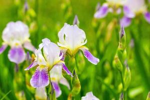 beautiful yellow flowers irises close up on a natural green background photo