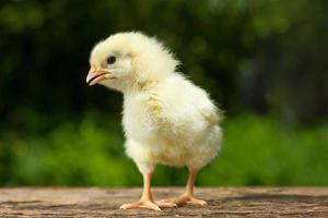 Funny yellow chicken on a natural green background photo