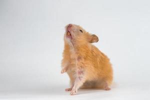 fluffy cute peach hamster on white background isolated photo