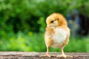 a small brown chicken stands on a wooden background, followed by a natural green background photo