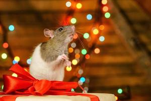 portrait of a rat with a gift on a new year background with bokeh photo