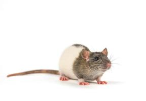 portrait of a pet rat on a white background is isolated photo