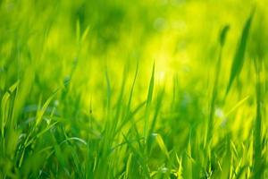 jugosa hierba verde, hermoso fondo de enfoque suave foto